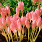 Crocus FF Zonatus - 10 bulbs