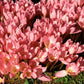 Crocus FF Zonatus - 10 bulbs