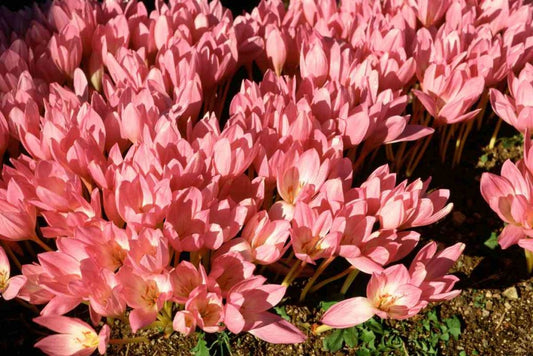 Crocus FF Zonatus - 10 bulbs