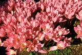 Crocus FF Zonatus - 10 bulbs