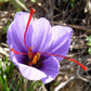 Crocus FF Sativus - Saffron Crocus- 20 bulbs