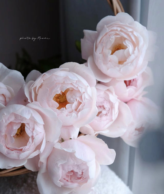 rose-Madame_Figaro Porcelain  bouquet