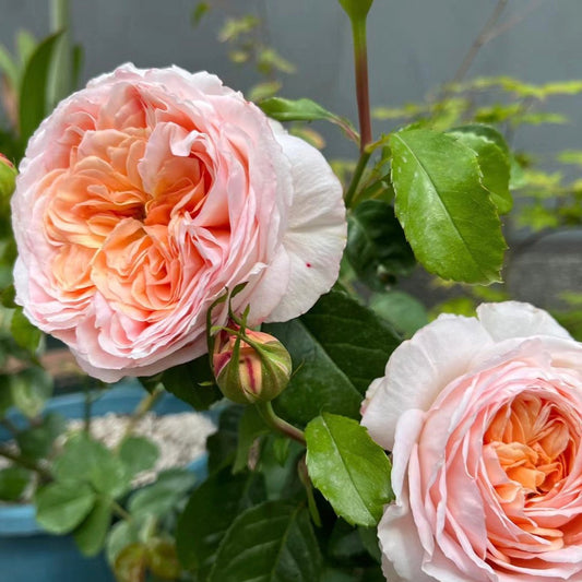 Domaine de Chantilly Rose Apricot Rose Blooming