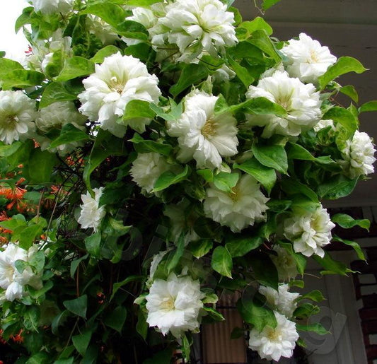 Clematis ‘Duchess of Edinburgh’ 爱丁堡公爵夫人-1 Gallon Pot