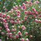 Light Pink Rose Climber in Canada