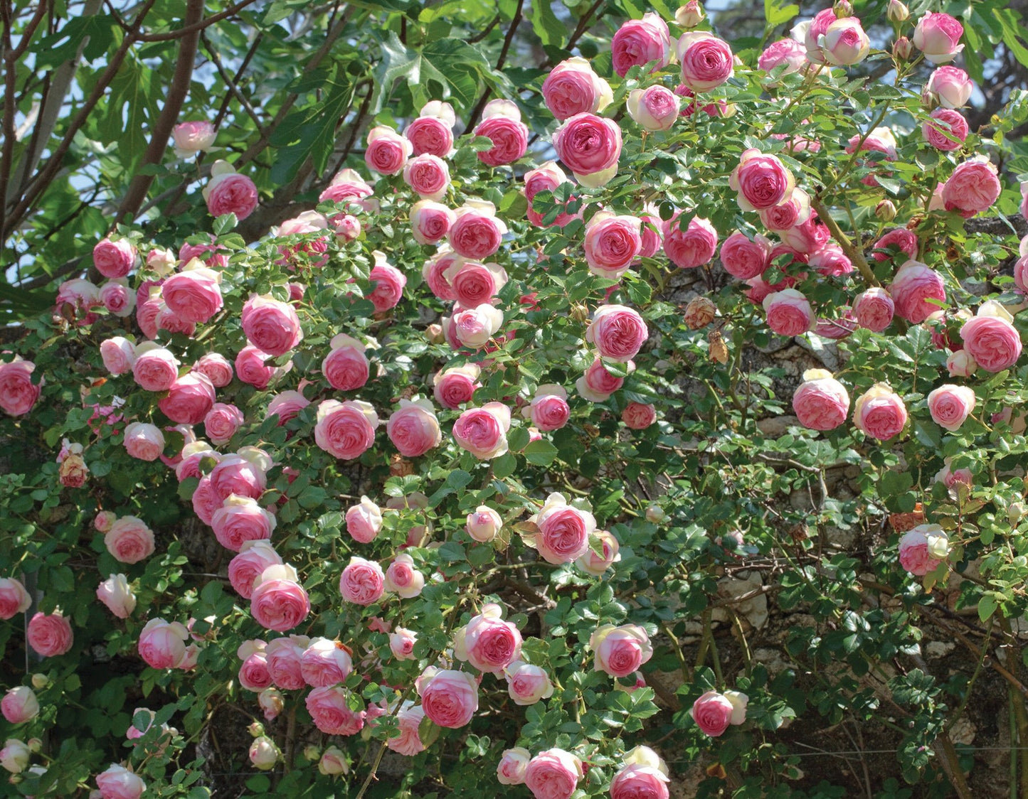 Light Pink Rose Climber in Canada