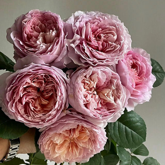 Eisvogel Rosen Tantau Hybrid Tea Rose bouquet