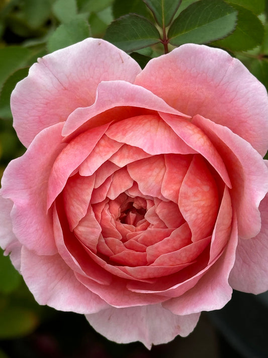 Eisvogel Rose close shot pink hue