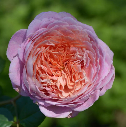 Eisvogel Rose Close up shot blooming pink