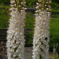 Eremurus White - 1 bulb