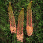 Eremurus Copper - 1 bulb