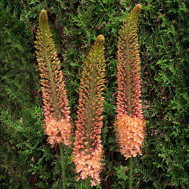 Eremurus Copper - 1 bulb