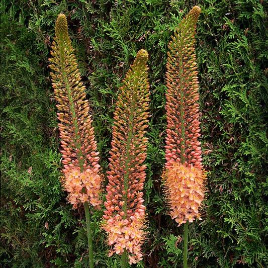 Eremurus Copper - 1 bulb