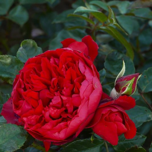 Florentina Arborose® Rose close shot