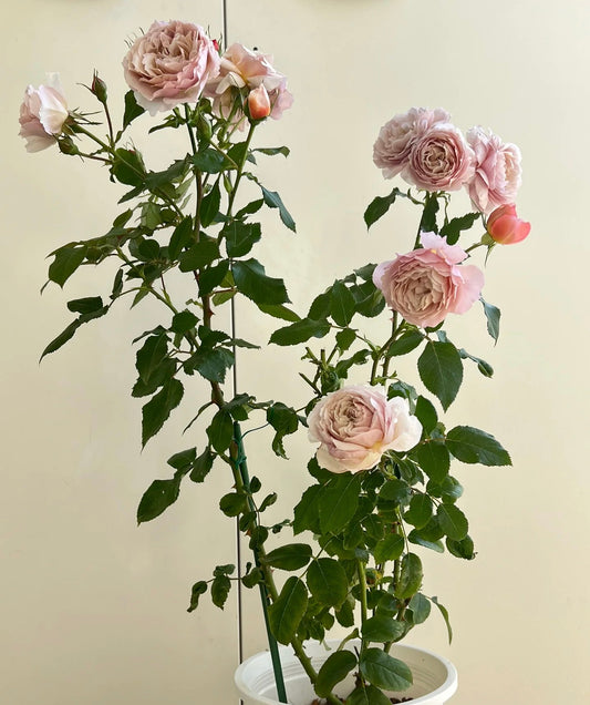 Charlotte Perriand-夏洛特佩里安 -Potted Rose – Ready to Ship