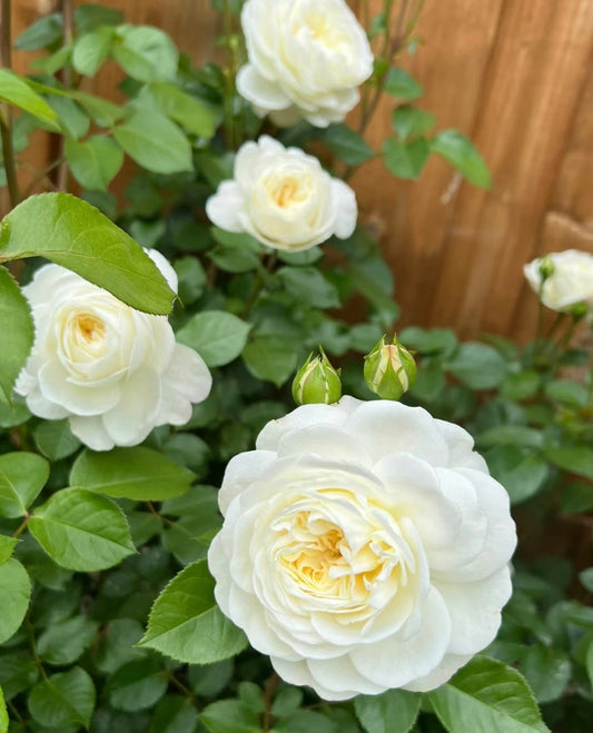Tranquillity-Potted Rose-Ship in June