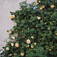 CROWN PRINCESS MARGARETA-Potted Rose-Ship in June