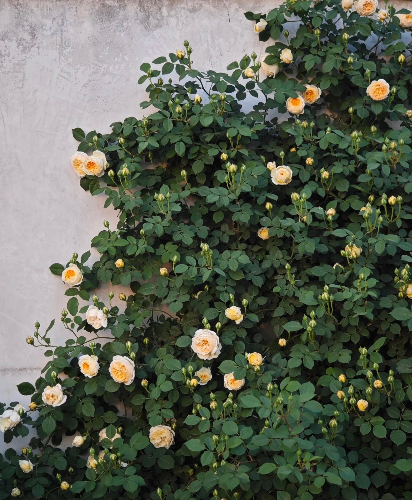 CROWN PRINCESS MARGARETA-Potted Rose-Ship in June
