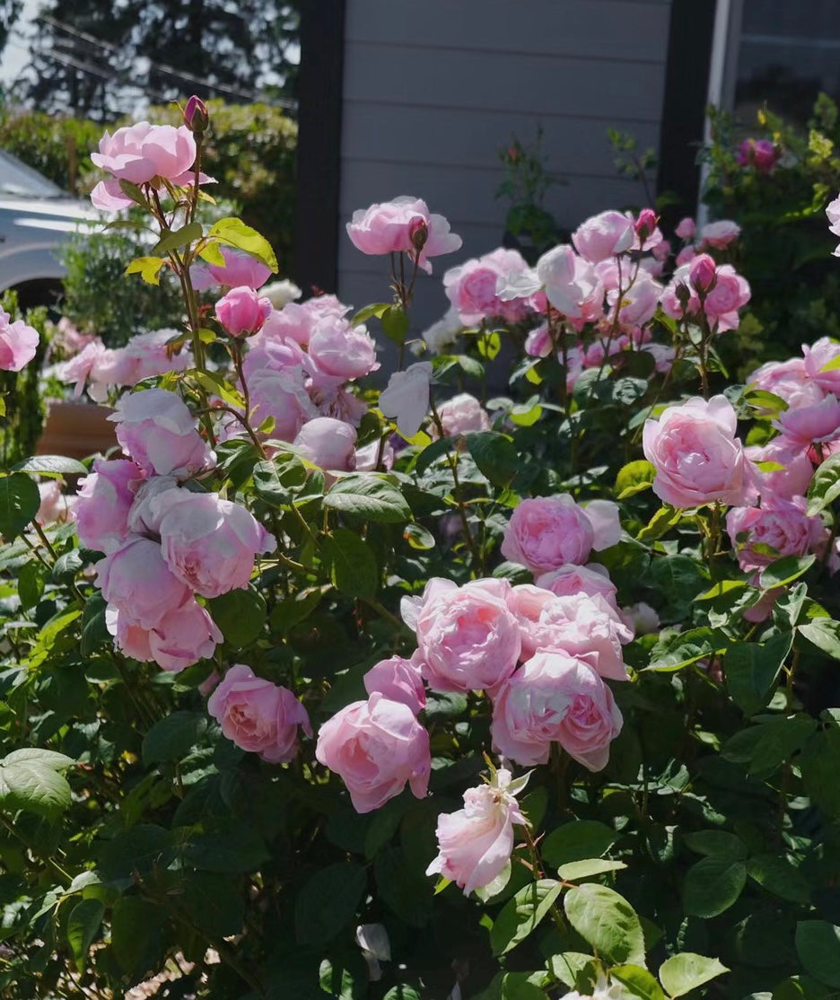 The Alnwick Rose-Potted Rose-Ship in June