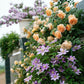 CROWN PRINCESS MARGARETA-Potted Rose-Ship in June