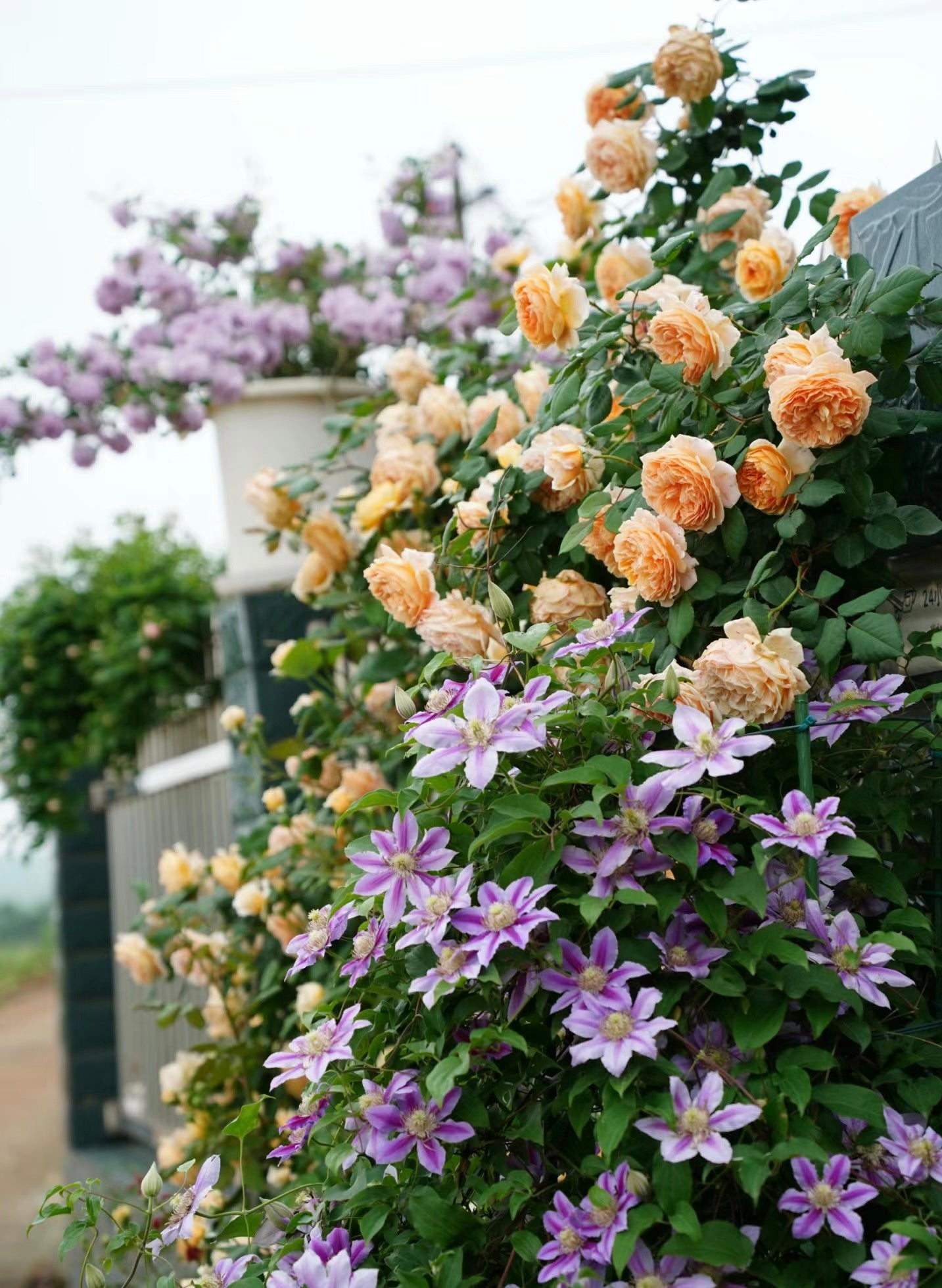 CROWN PRINCESS MARGARETA-Potted Rose-Ship in June
