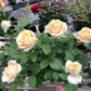 Peach Avalanche-蜜桃雪山 -Pre Order 2026