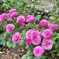 Sunbelt Plum Perfect-Pre Order 2026