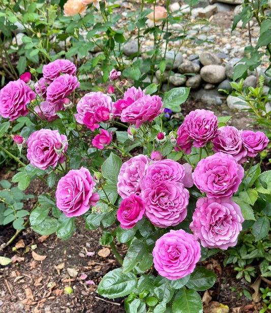 Sunbelt Plum Perfect-Potted Rose – Ready to Ship
