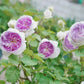 Blue Moon Stone Award-Winning 蓝月石 Japanese Rose-Potted Rose-Ship in June
