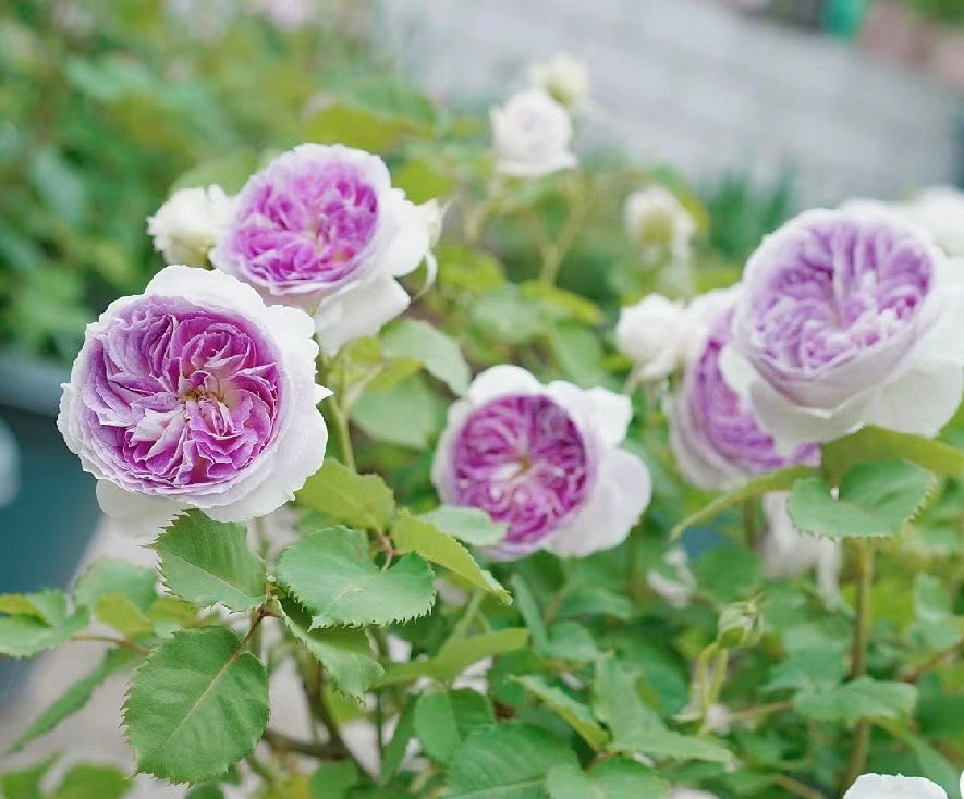 Blue Moon Stone Award-Winning 蓝月石 Japanese Rose