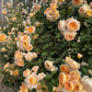 CROWN PRINCESS MARGARETA-Potted Rose-Ship in June