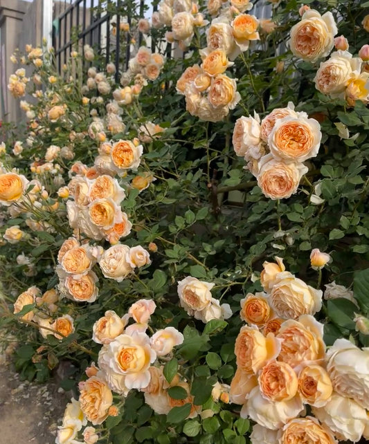 CROWN PRINCESS MARGARETA-Potted Rose-Ship in June