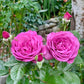 Sunbelt Plum Perfect-Pre Order 2026