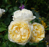DA-Charlotte-Potted Rose-Ship in June
