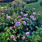 Violets Pride -Pre Order 2026
