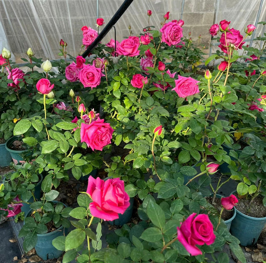 Pink Floyd -弗洛伊德 -Potted Rose – Ready to Ship