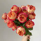 Baby Romantica-藤本浪漫宝贝 -Pre Order 2026