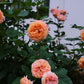 Sunbelt Crazy Love-Pre Order 2026