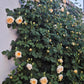 CROWN PRINCESS MARGARETA-Potted Rose-Ship in June