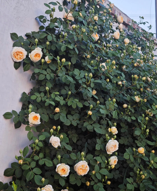 CROWN PRINCESS MARGARETA-Potted Rose-Ship in June