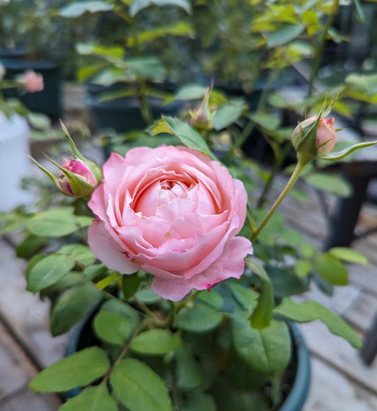 Princess Sakura-樱花公主 -Potted Rose – Ready to Shipe