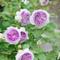 Blue Moon Stone Japanese Rose Blooming