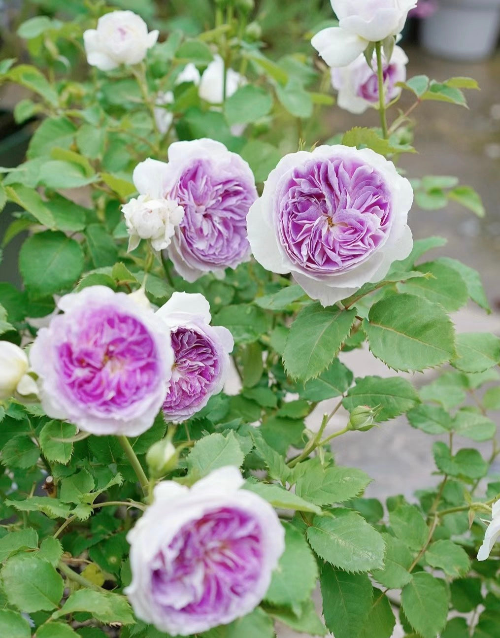 Blue Moon Stone Japanese Rose Blooming