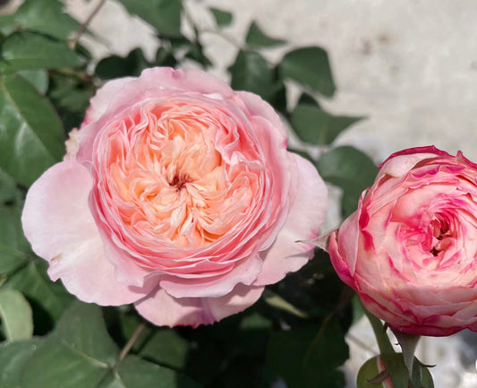 Tamaki Misora（Japan）美空 -Potted Rose – Ready to Ship