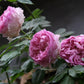 Silk Garment（Lang Rosa）罗衣 -Pre Order 2026
