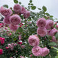 DA- Spirit of Freedom Rose  - Bare Roots
