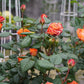 Orange Romantica橙色浪漫 -Pre Order 2026