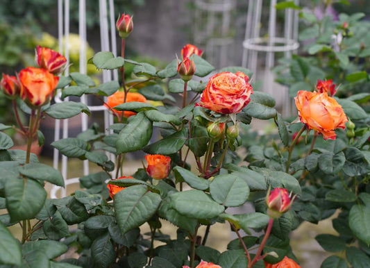 Orange Romantica橙色浪漫 -Potted Rose – Ready to Ship
