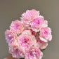 Ajourée bouquet close shot | fading pink color