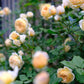 CROWN PRINCESS MARGARETA-Potted Rose-Ship in June